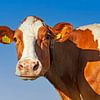 Koe (portret) - roodbonte koe Nederland van Color Square