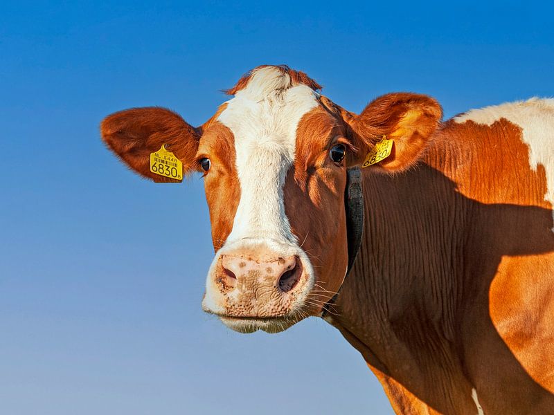 Koe (portret) - roodbonte koe Nederland van Color Square