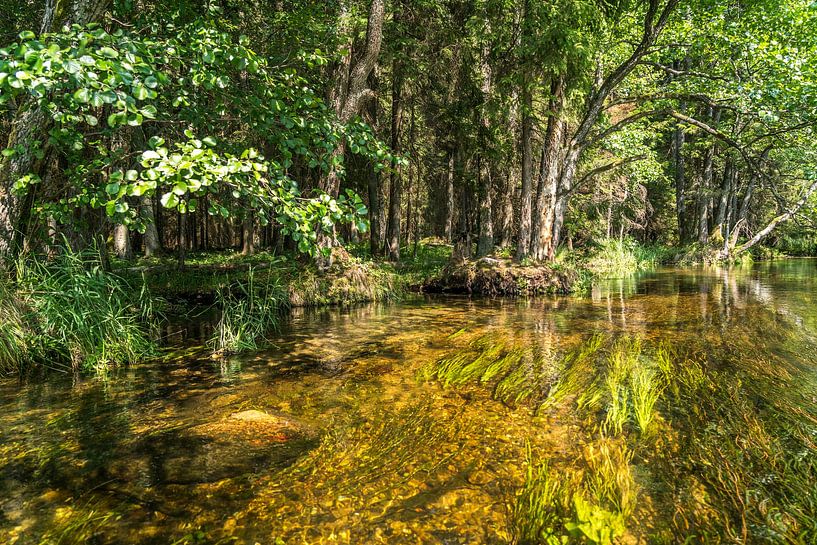 Am Fluss Czarna Hancza,  Polen von Peter Schickert