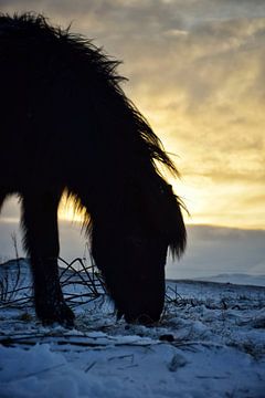 Een IJslands paard in de winter zon van Elisa in Iceland
