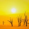 Zonsopgang in Afrika, Namibië Sossusvlei van Caroline Drijber