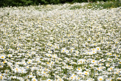 Een veld met wilde bloemen