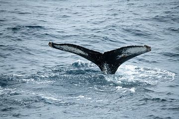 Fluke de la baleine à bosse sur Kai Müller