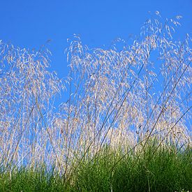 Bloeiende grassen in het zonlicht van Folkert Jan Wijnstra