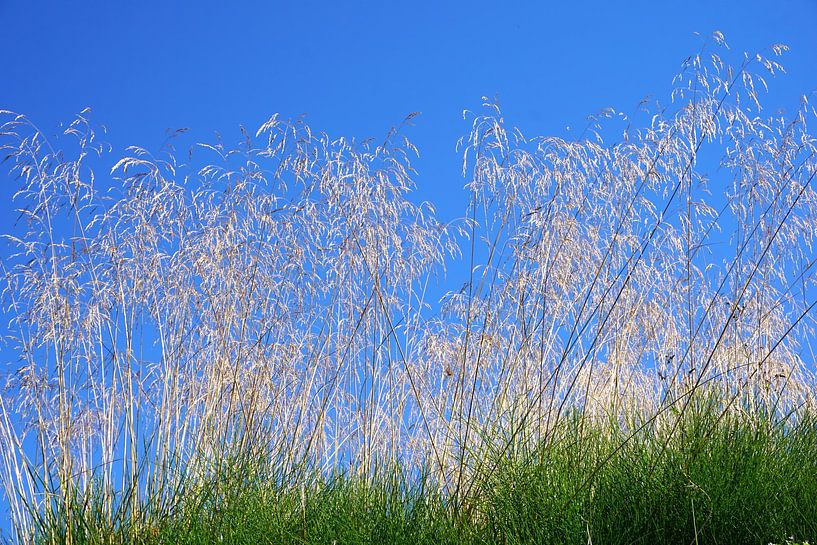 Flowering grasses in the sunlight by Folkert Jan Wijnstra