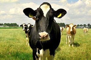 Vaches curieuses