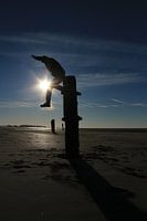 Meer, Strand, Menschen, Sonne, Zeebrugge