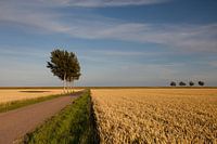 Bomen in de polder