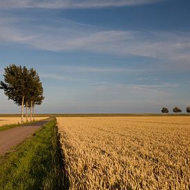 Bomen in de polder by Kars Kuiper