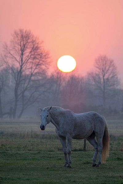 Cheval au lever du soleil par Bart Ceuppens