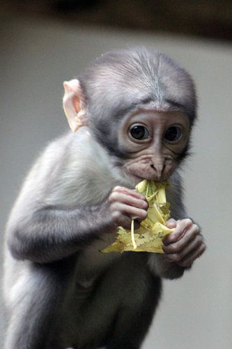 Betrapte witkruin-mangabey