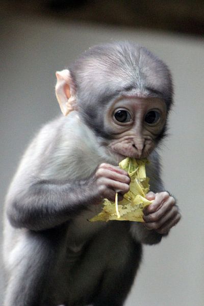 Betrapte witkruin-mangabey by Anneke Kooiker
