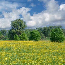 Frühling im Naturschutzgebiet Urdenbacher Kämpe von Peter Eckert
