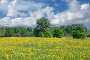 Frühling im Naturschutzgebiet Urdenbacher Kämpe
