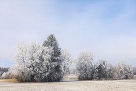 Winterlandschap Irndorfer Hardt in het natuurpark Obere Donau van BlattArt - Christine Horn