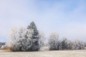 Winterlandschap Irndorfer Hardt in het natuurpark Obere Donau van BlattArt - Christine Horn