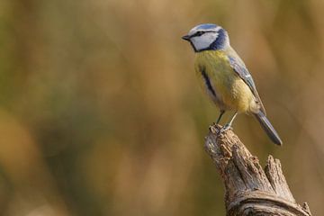 Mésange bleue