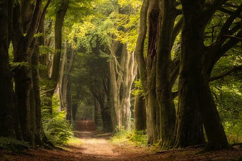 Sprookjesbos met mysterieuze bomen van Moetwil en van Dijk - Fotografie