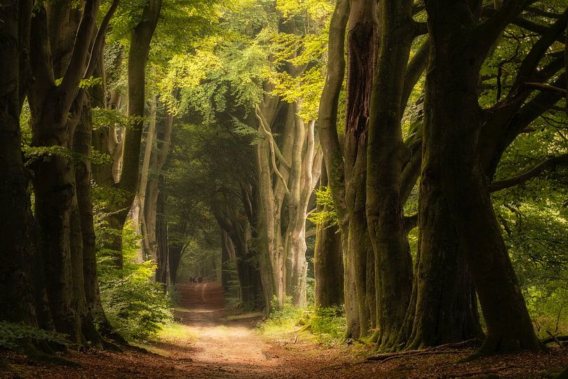 Märchenwald mit geheimnisvollen Bäumen von Moetwil en van Dijk - Fotografie