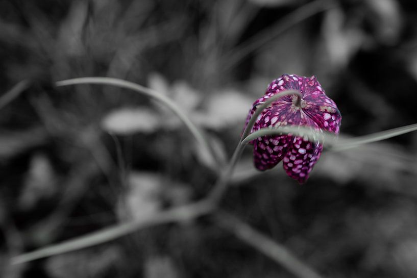 Planche d'arbres fleuris dans un jardin avant - noir-violet-blanc par Kerstin Marosi