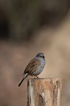 Dunnock on pole by Simone Haneveer