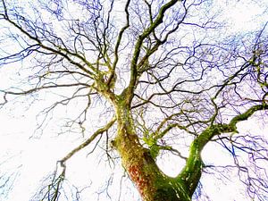 Tree Magic 119