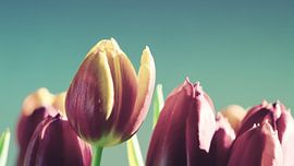 Tulips by Bo Valentino