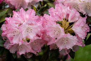 Pink Rhododendron by Ali Mahboubian