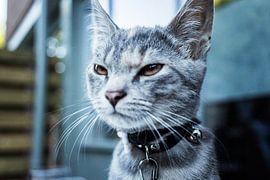 Tired Cat  von Tim Stoppels