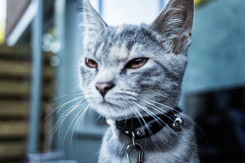 Tired Cat  by Tim Stoppels
