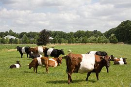 Lakenvelders bij Kasteel de Vanenburg Putten by Veluws