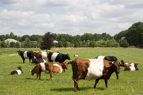 Lakenvelders bij Kasteel de Vanenburg Putten