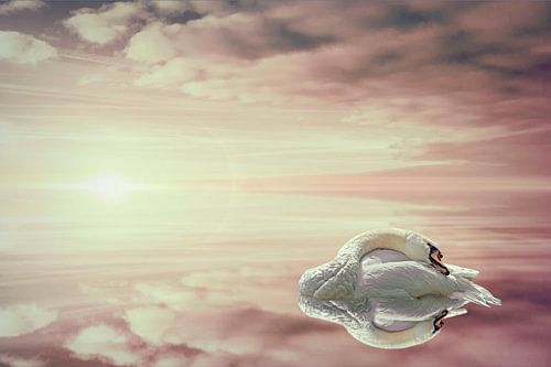 Romantische Beeldmanipulatie van Zwaan die naar de Horizon Vaart