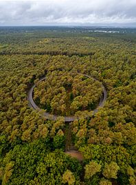 Cycle path through the trees during autumn by Ewold Kooistra