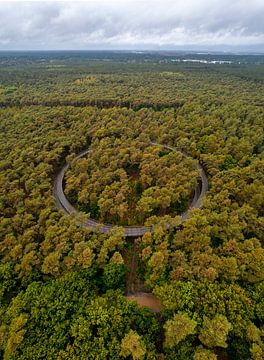 Radweg durch die Bäume im Herbst von Ewold Kooistra