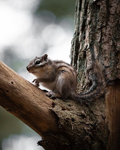 Siberian squirrel searches for food