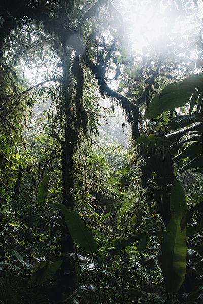 Monteverde Cloud Forest – Het Nevelwoud van Costa Rica van Rick Massar