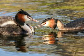 Fuutkuikens worden gevoerd von Martin Smit