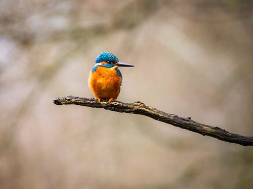The kingfisher (2)