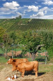 stolze Kuh-Eltern mit ihrem Kalb von Peter Eckert