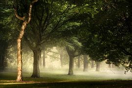 Cette lumière du matin sur Kees van Dongen