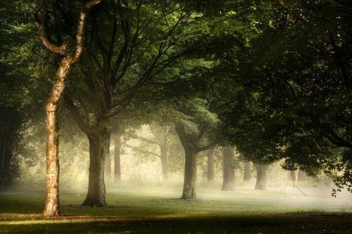 That Morning Light (Ochtendlicht)