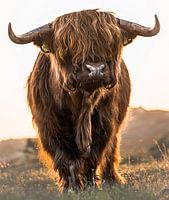Schotse Hooglander