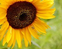 Bee flying towards a sunflower
