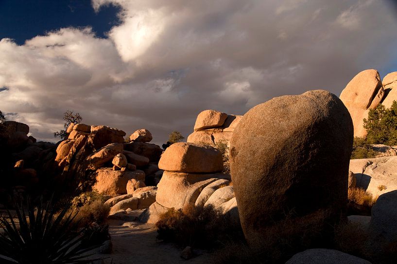 Joshua-Tree-Nationalpark,  Kalifornien von Peter Schickert