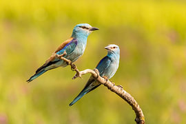 Le rouleau, Coracias garrulus