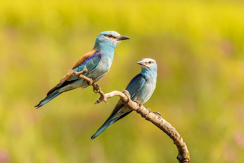 The Roller, Coracias garrulus by Gert Hilbink