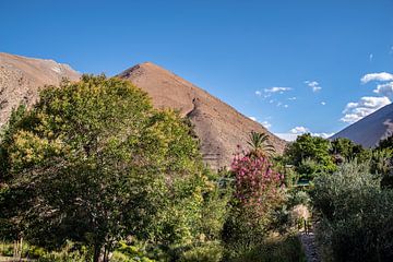 Oasis fleurie dans la vallée de l'Elqui sur Thomas Riess