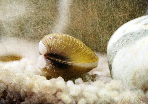 Teichmuschel mit texture