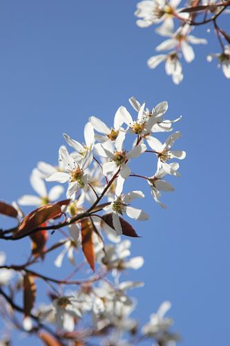 Blühende Johannisbeeren